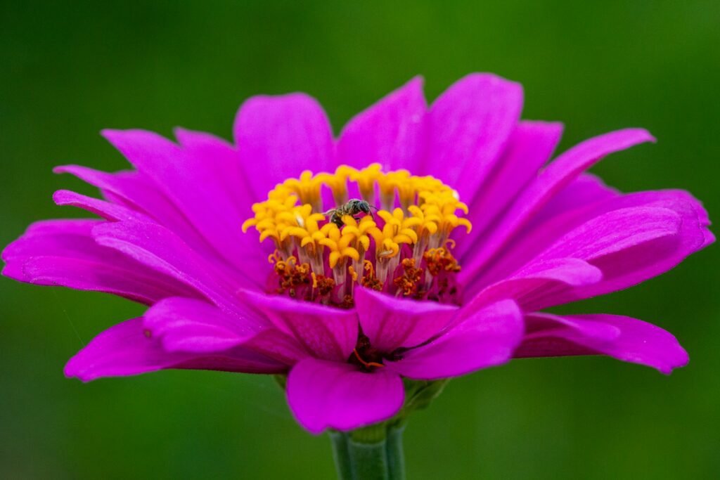 pink flower in tilt shift lens